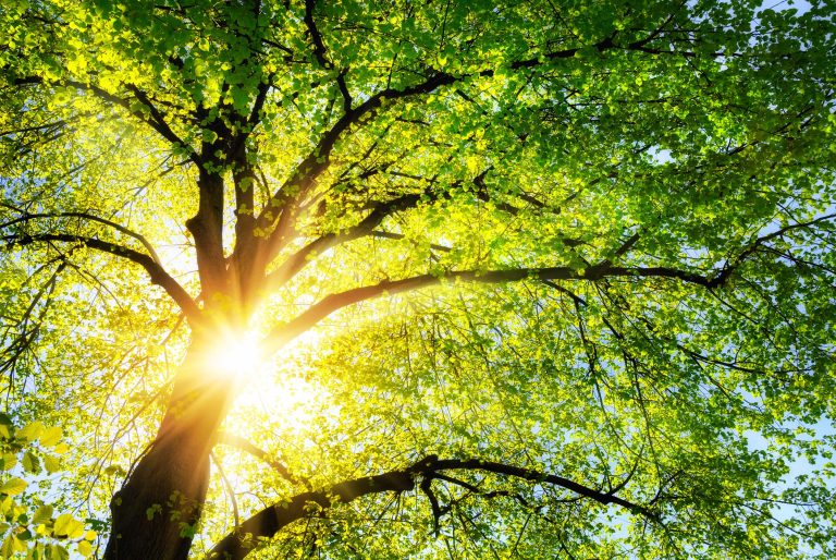 natINFO | Tree - ein Baum in der Sonne